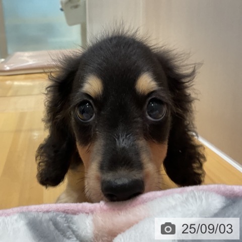 ミニチュア・ダックスフンドの写真