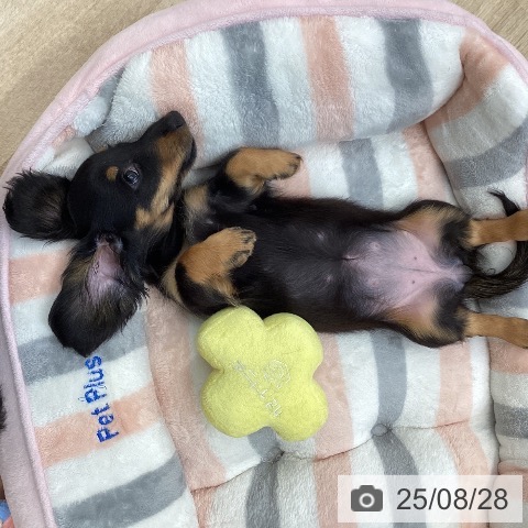 カニーンヘン・ダックスフンドの写真