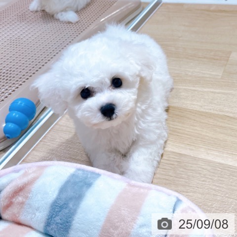 ビション・フリーゼの写真