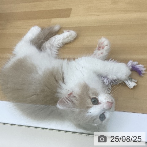 ノルウェージャンフォレストキャットの写真