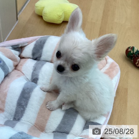 チワワの写真
