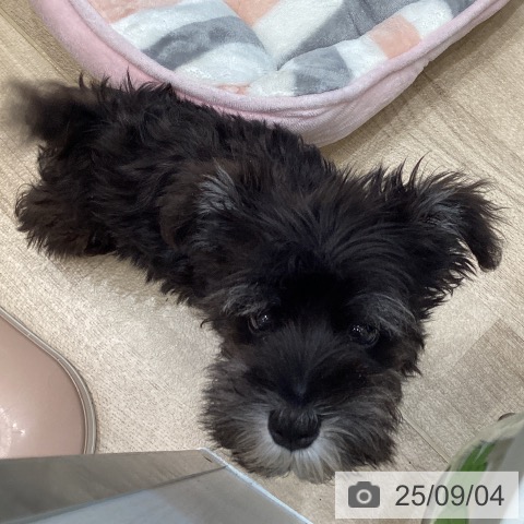 ミニチュア・シュナウザーの写真