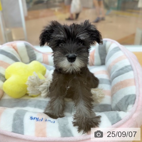 ミニチュア・シュナウザーの写真