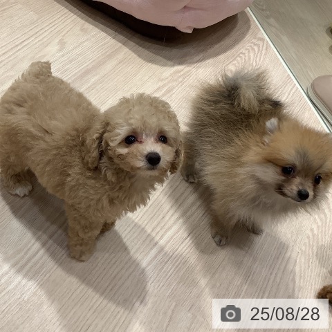 ポメラニアンの写真