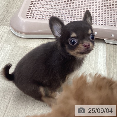 チワワの写真