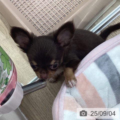 チワワの写真