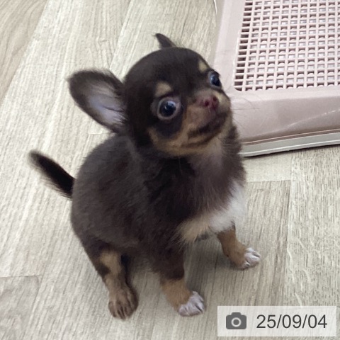 チワワの写真