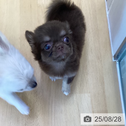 チワワの写真