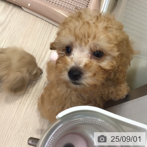 トイ・プードルの写真