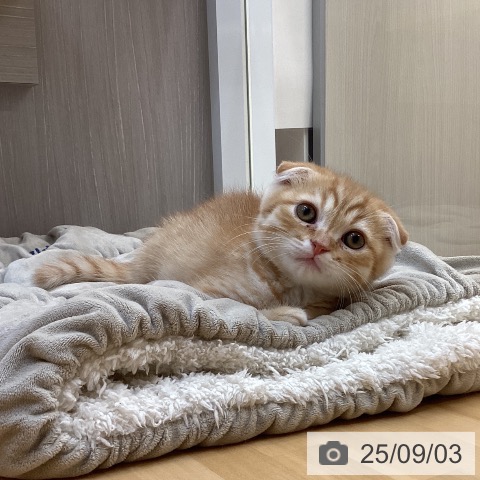 スコティッシュフォールドの写真