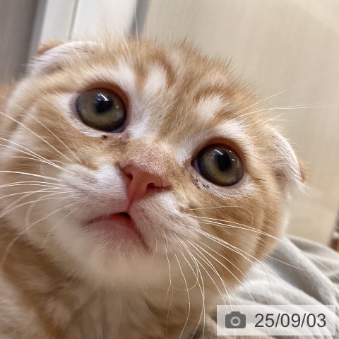 スコティッシュフォールドの写真