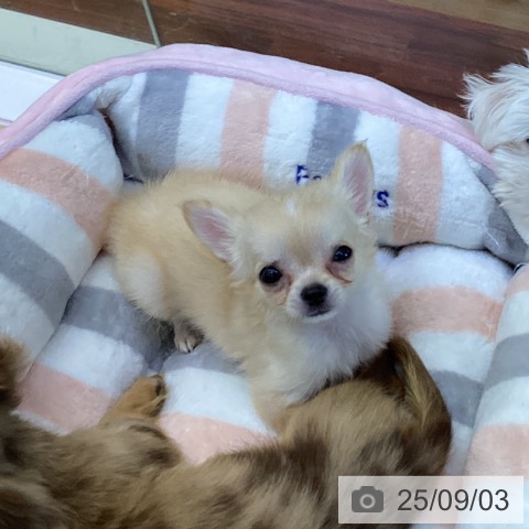 チワワの写真