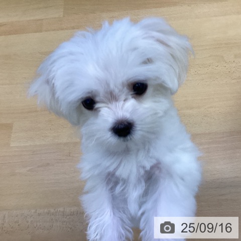 マルチーズの写真