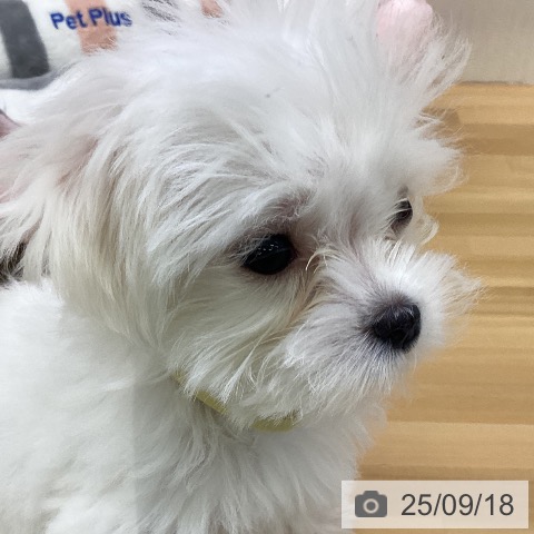 マルチーズの写真