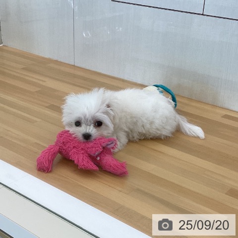 マルチーズの写真