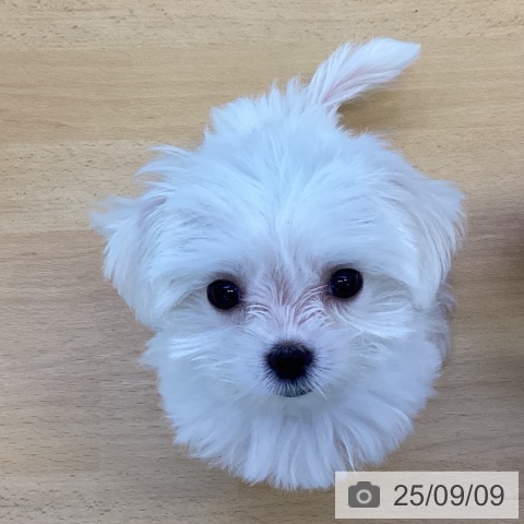 マルチーズの写真