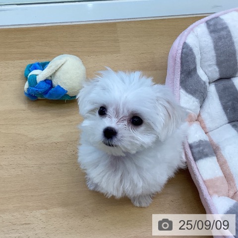 マルチーズの写真