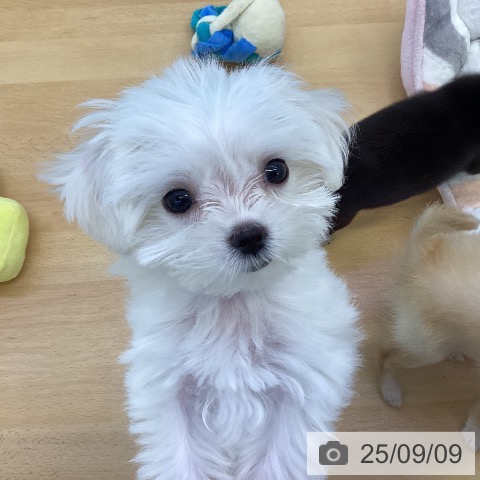 マルチーズの写真