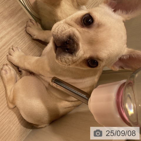 フレンチ・ブルドッグの写真