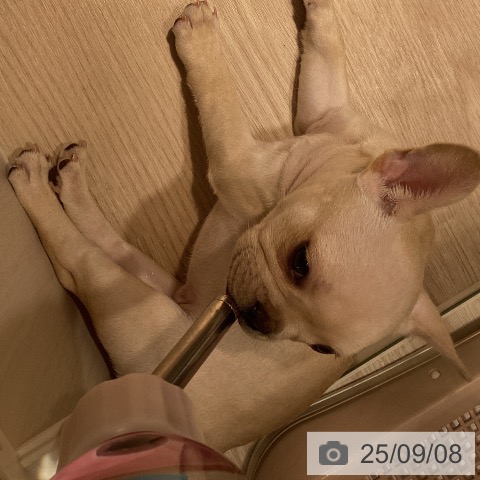フレンチ・ブルドッグの写真
