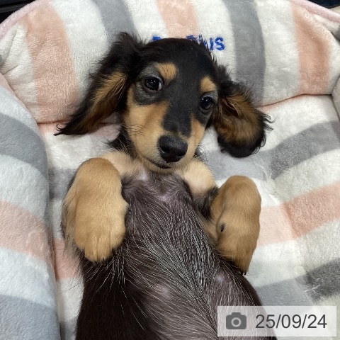 ミニチュア・ダックスフンドの写真