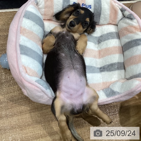 ミニチュア・ダックスフンドの写真