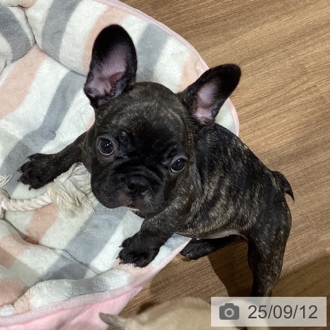 フレンチ・ブルドッグの写真