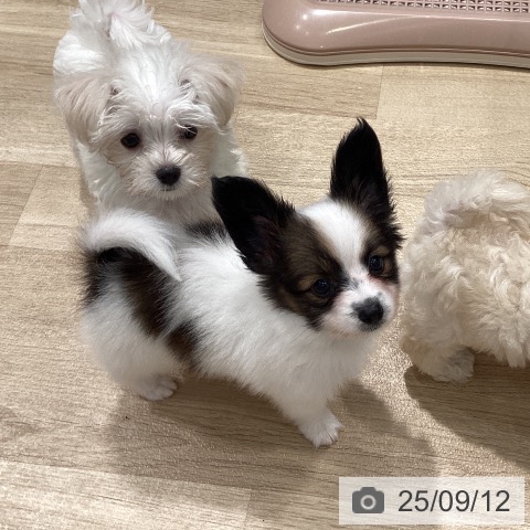 パピヨンの写真