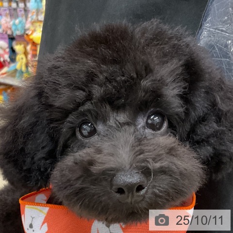 トイ・プードルの写真