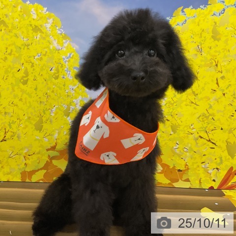 トイ・プードルの写真