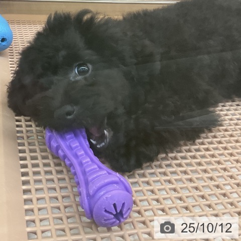 トイ・プードルの写真