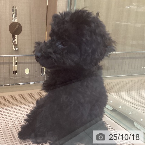 トイ・プードルの写真