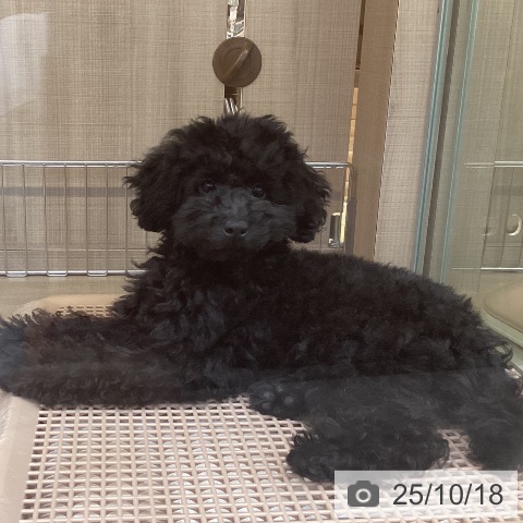 トイ・プードルの写真