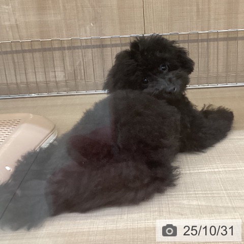 トイ・プードルの写真