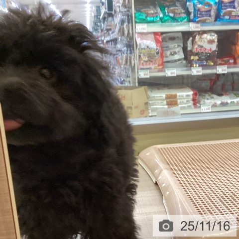 トイ・プードルの写真