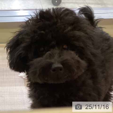 トイ・プードルの写真