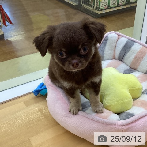チワワの写真