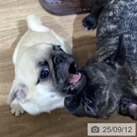パグの写真