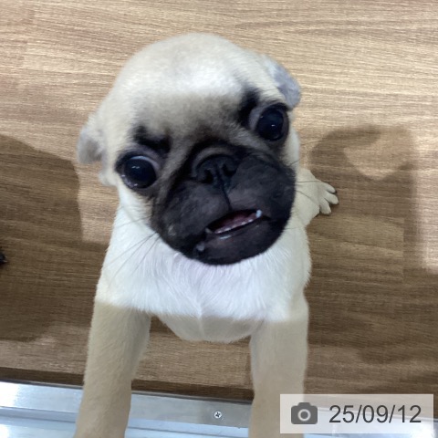 パグの写真