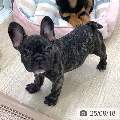 フレンチ・ブルドッグの写真