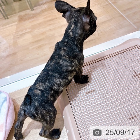 フレンチ・ブルドッグの写真