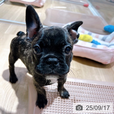 フレンチ・ブルドッグの写真