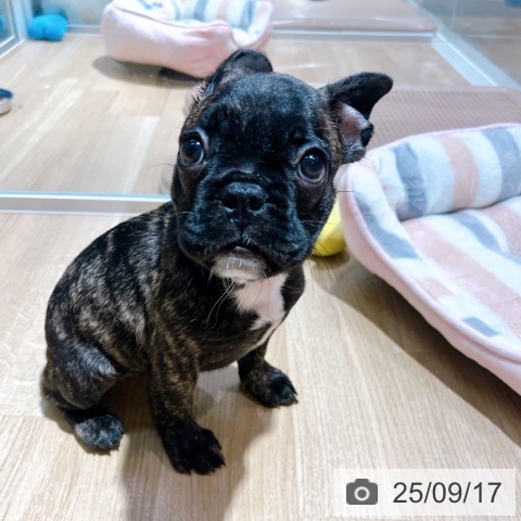 フレンチ・ブルドッグの写真