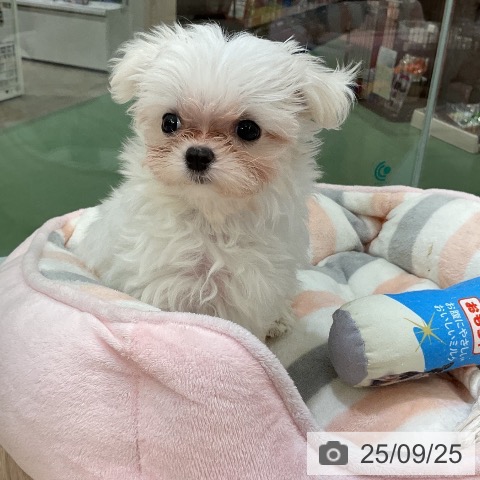 マルチーズの写真