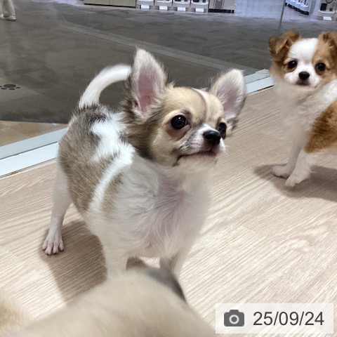 チワワの写真
