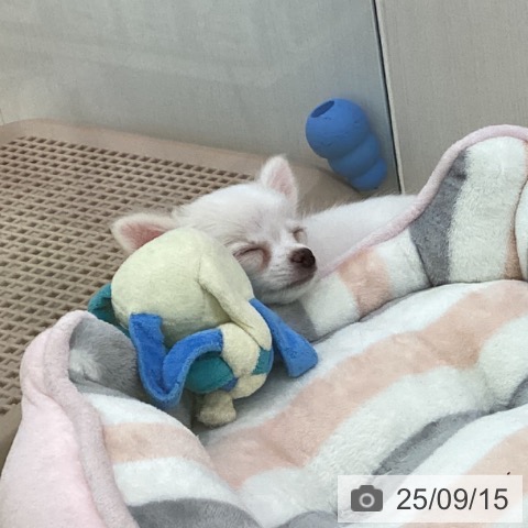 チワワの写真