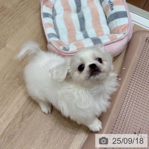 ペキニーズの写真