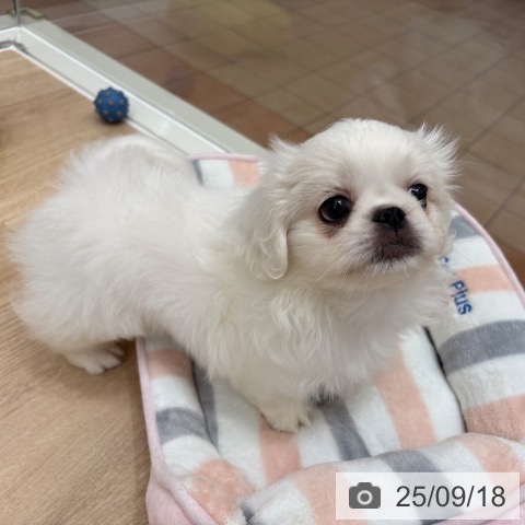 ペキニーズの写真