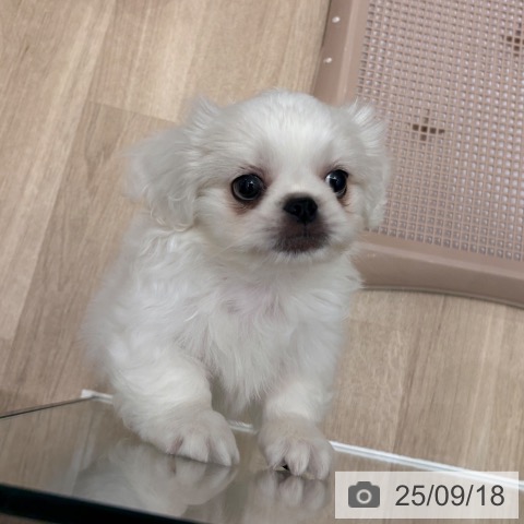 ペキニーズの写真