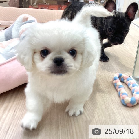 ペキニーズの写真